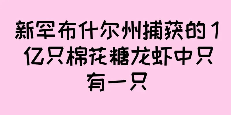 新罕布什尔州捕获的 1 亿只棉花糖龙虾中只有一只