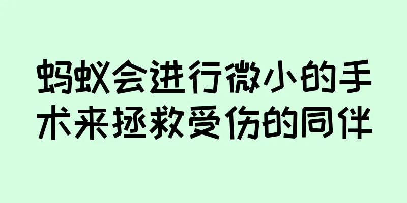 蚂蚁会进行微小的手术来拯救受伤的同伴