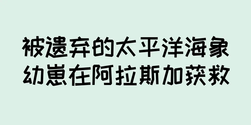 被遗弃的太平洋海象幼崽在阿拉斯加获救
