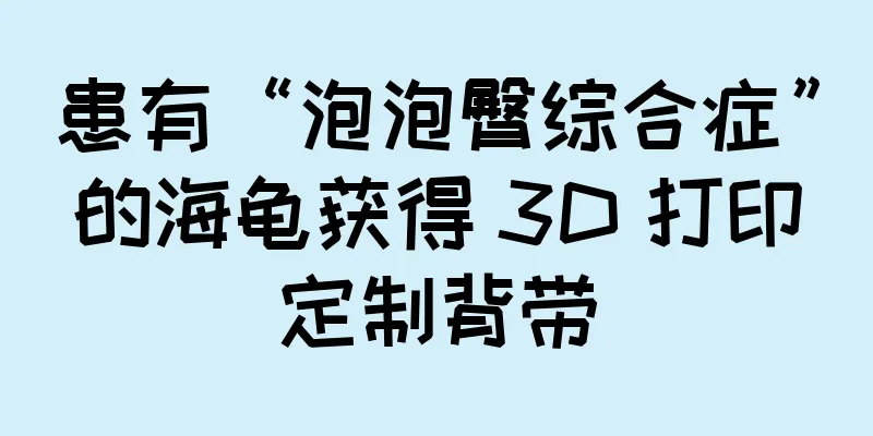 患有“泡泡臀综合症”的海龟获得 3D 打印定制背带