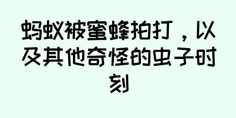 蚂蚁被蜜蜂拍打，以及其他奇怪的虫子时刻
