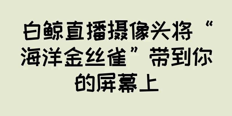 白鲸直播摄像头将“海洋金丝雀”带到你的屏幕上