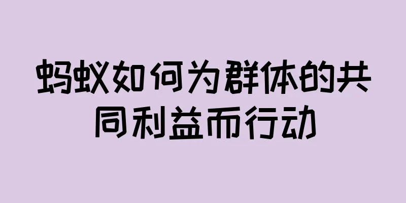 蚂蚁如何为群体的共同利益而行动