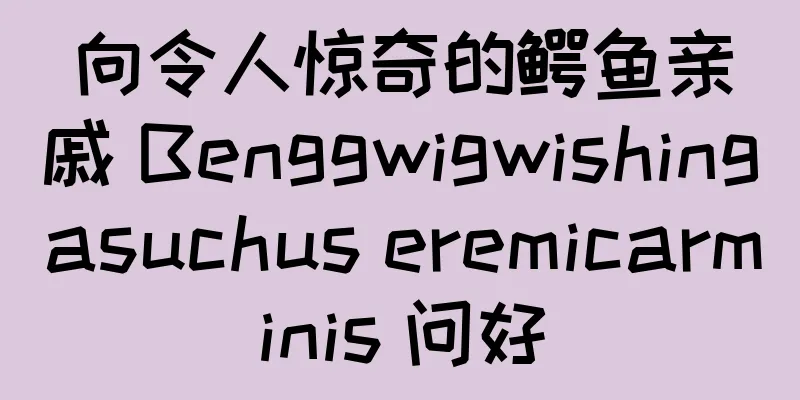 向令人惊奇的鳄鱼亲戚 Benggwigwishingasuchus eremicarminis 问好
