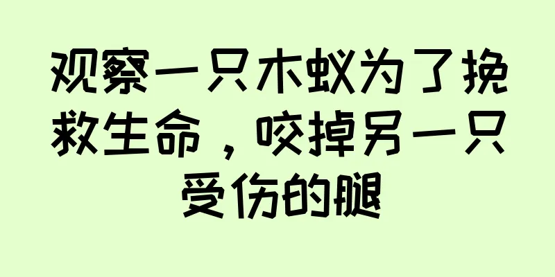 观察一只木蚁为了挽救生命，咬掉另一只受伤的腿