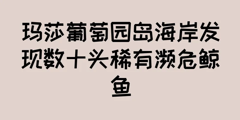 玛莎葡萄园岛海岸发现数十头稀有濒危鲸鱼