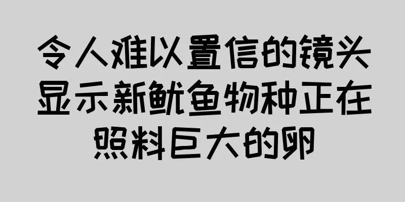 令人难以置信的镜头显示新鱿鱼物种正在照料巨大的卵