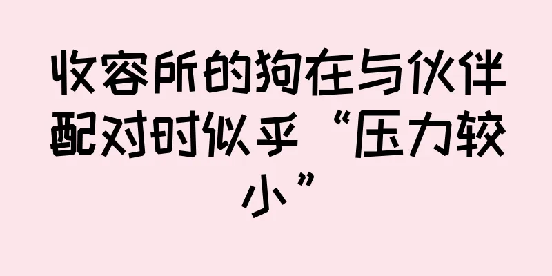 收容所的狗在与伙伴配对时似乎“压力较小”