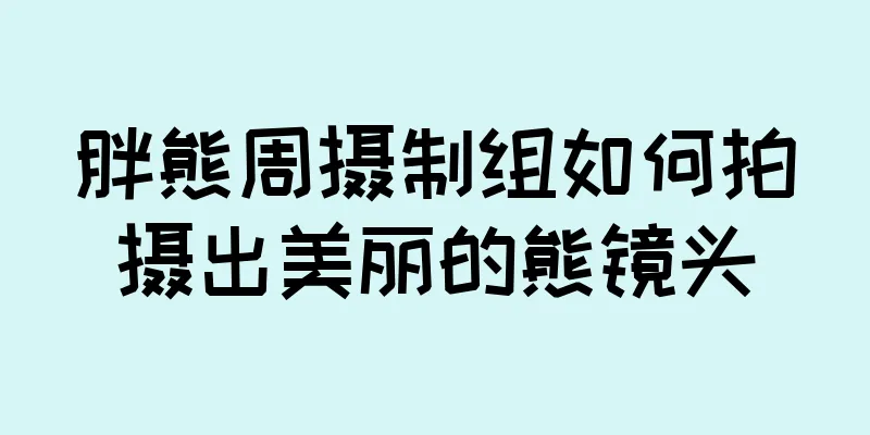 胖熊周摄制组如何拍摄出美丽的熊镜头