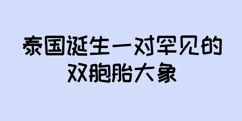 泰国诞生一对罕见的双胞胎大象