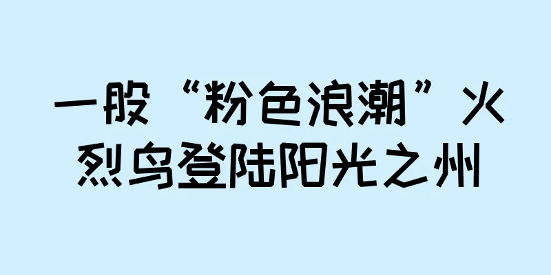 一股“粉色浪潮”火烈鸟登陆阳光之州