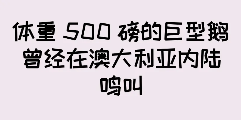 体重 500 磅的巨型鹅曾经在澳大利亚内陆鸣叫
