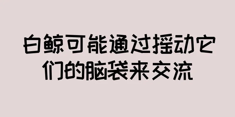 白鲸可能通过摇动它们的脑袋来交流