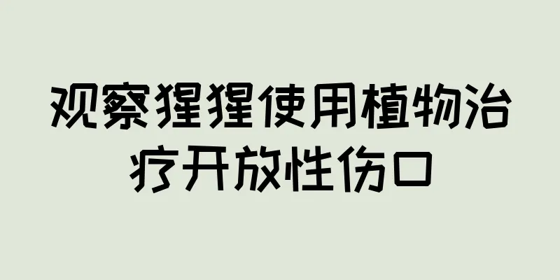 观察猩猩使用植物治疗开放性伤口