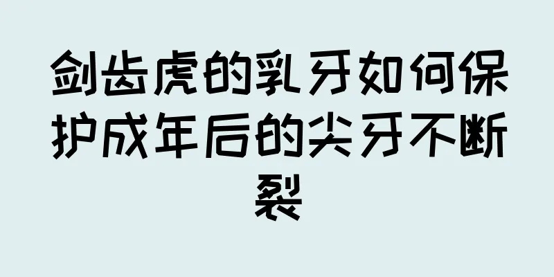 剑齿虎的乳牙如何保护成年后的尖牙不断裂