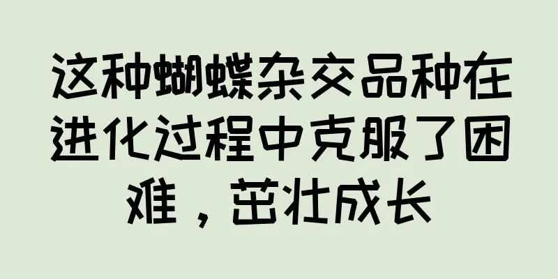 这种蝴蝶杂交品种在进化过程中克服了困难，茁壮成长