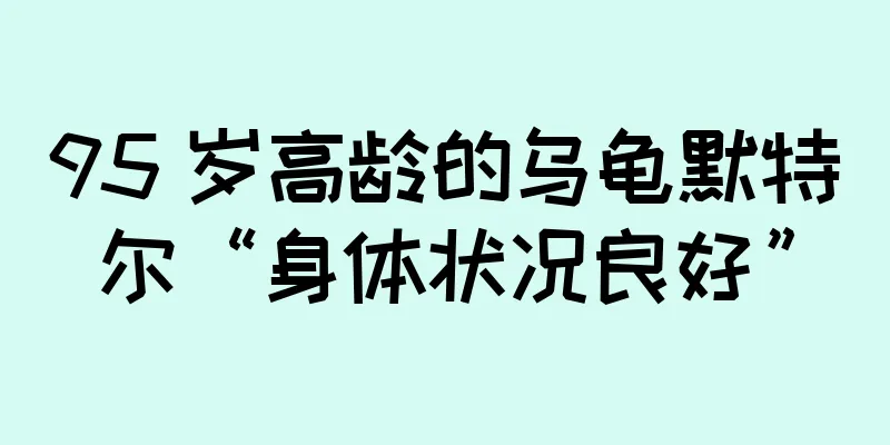 95 岁高龄的乌龟默特尔“身体状况良好”