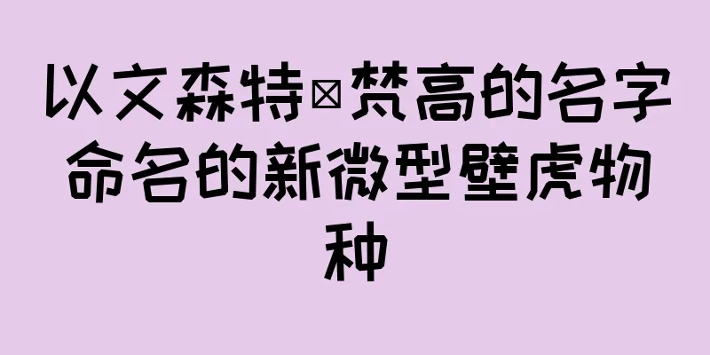 以文森特·梵高的名字命名的新微型壁虎物种