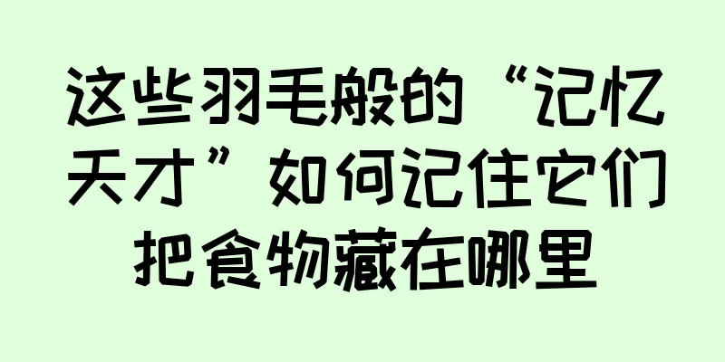 这些羽毛般的“记忆天才”如何记住它们把食物藏在哪里
