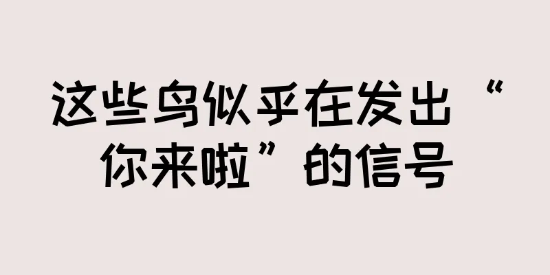 这些鸟似乎在发出“你来啦”的信号