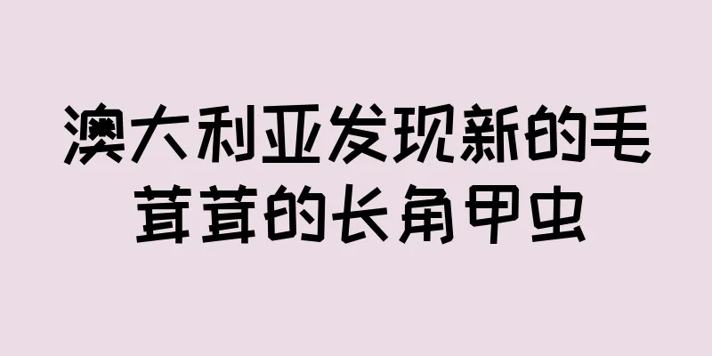 澳大利亚发现新的毛茸茸的长角甲虫