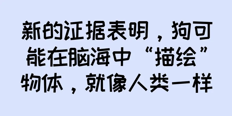 新的证据表明，狗可能在脑海中“描绘”物体，就像人类一样