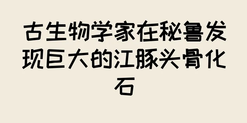 古生物学家在秘鲁发现巨大的江豚头骨化石