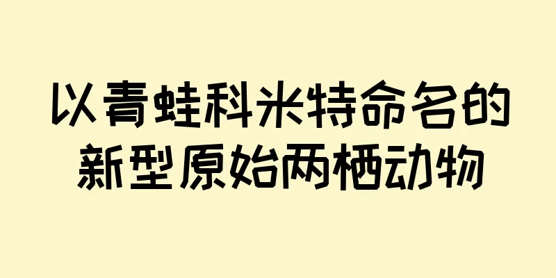 以青蛙科米特命名的新型原始两栖动物