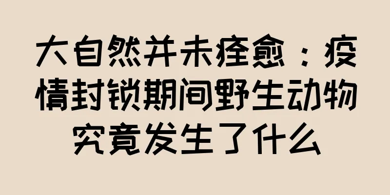 大自然并未痊愈：疫情封锁期间野生动物究竟发生了什么