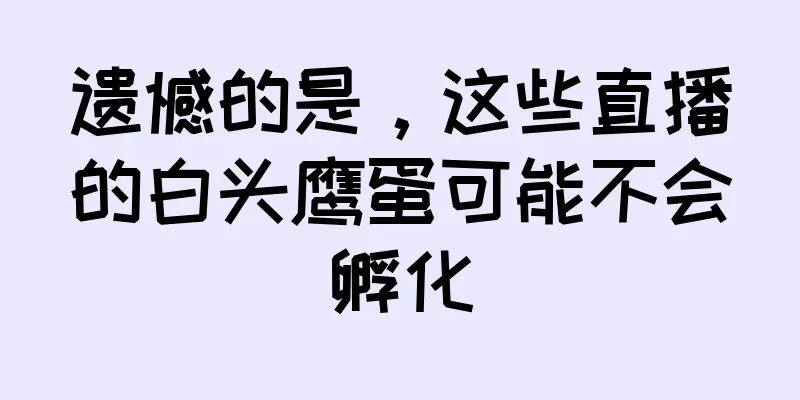 遗憾的是，这些直播的白头鹰蛋可能不会孵化