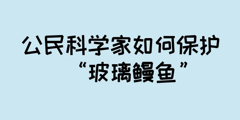 公民科学家如何保护“玻璃鳗鱼”