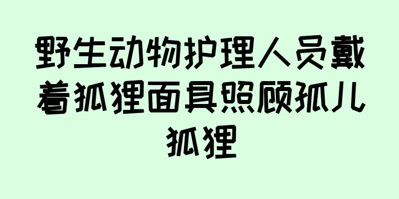 野生动物护理人员戴着狐狸面具照顾孤儿狐狸