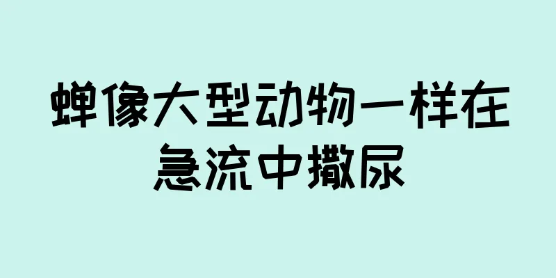 蝉像大型动物一样在急流中撒尿