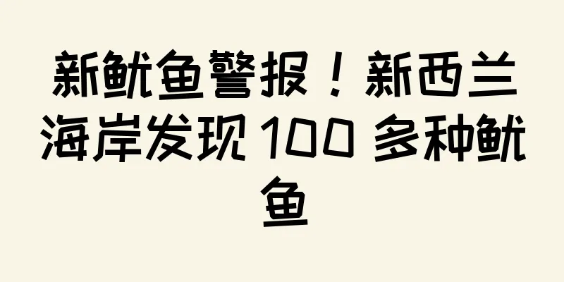 新鱿鱼警报！新西兰海岸发现 100 多种鱿鱼