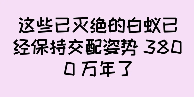 这些已灭绝的白蚁已经保持交配姿势 3800 万年了