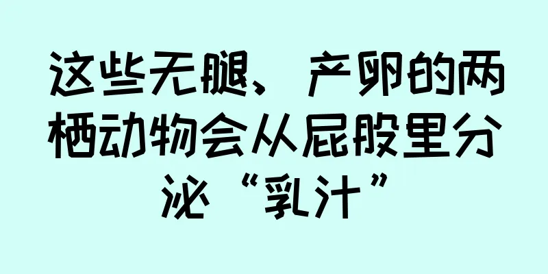 这些无腿、产卵的两栖动物会从屁股里分泌“乳汁”