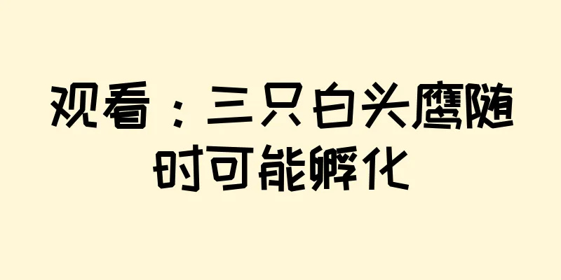 观看：三只白头鹰随时可能孵化