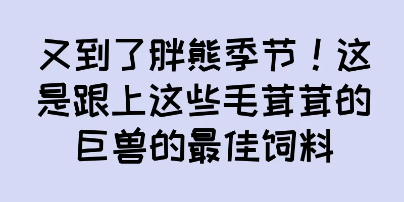 又到了胖熊季节！这是跟上这些毛茸茸的巨兽的最佳饲料