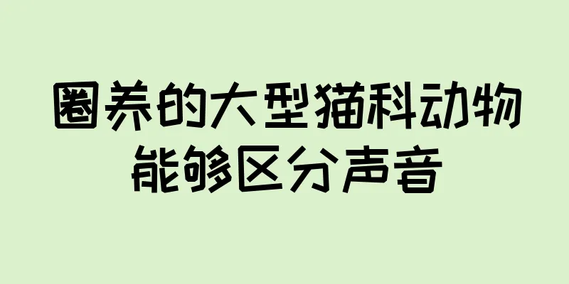 圈养的大型猫科动物能够区分声音