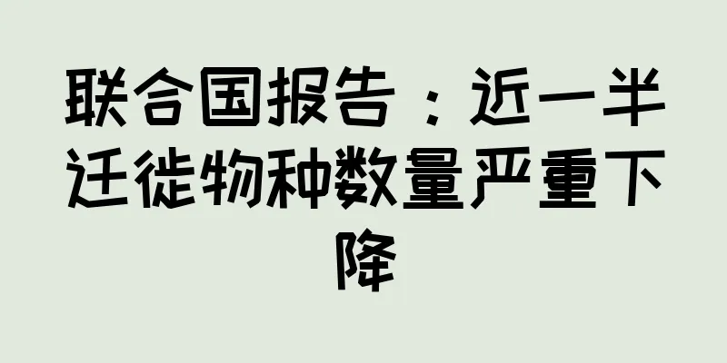 联合国报告：近一半迁徙物种数量严重下降
