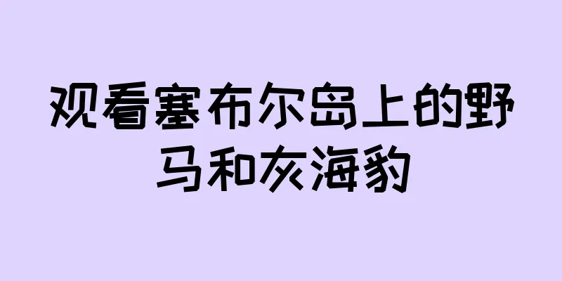 观看塞布尔岛上的野马和灰海豹