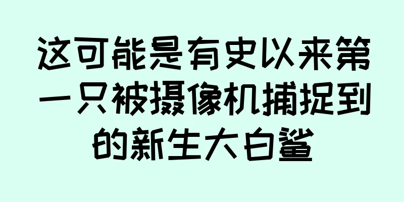 这可能是有史以来第一只被摄像机捕捉到的新生大白鲨