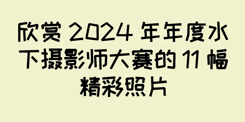 欣赏 2024 年年度水下摄影师大赛的 11 幅精彩照片