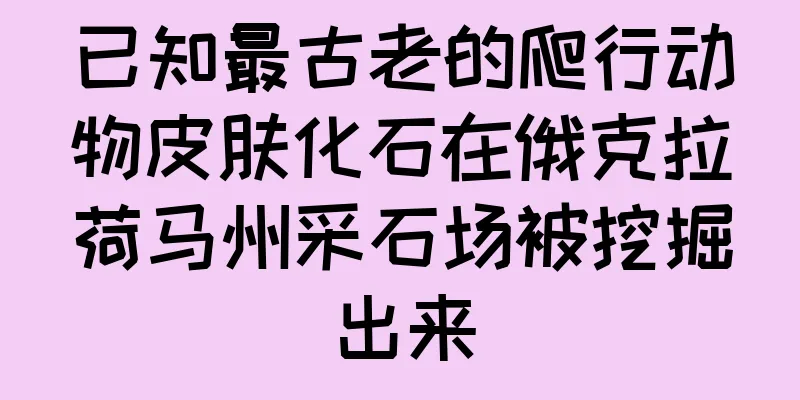 已知最古老的爬行动物皮肤化石在俄克拉荷马州采石场被挖掘出来