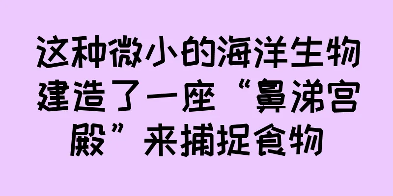 这种微小的海洋生物建造了一座“鼻涕宫殿”来捕捉食物