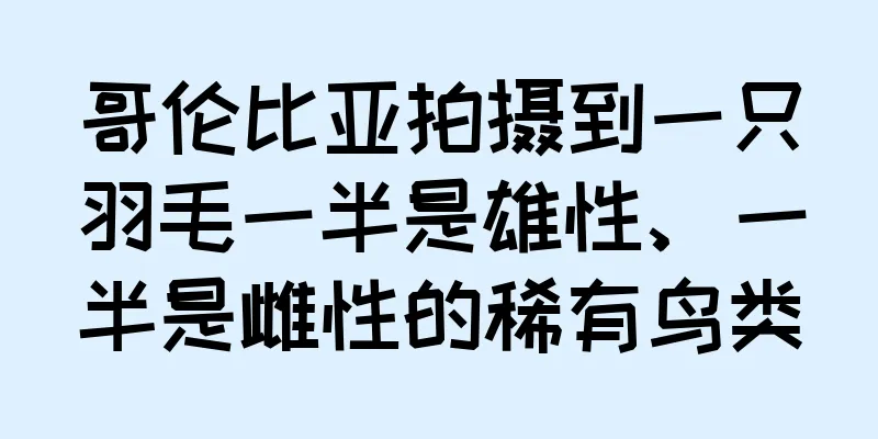 哥伦比亚拍摄到一只羽毛一半是雄性、一半是雌性的稀有鸟类