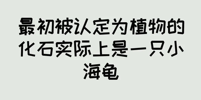 最初被认定为植物的化石实际上是一只小海龟