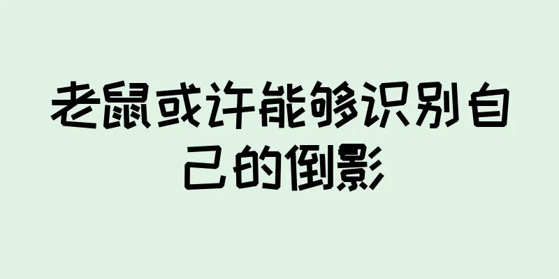 老鼠或许能够识别自己的倒影