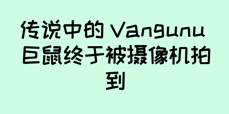 传说中的 Vangunu 巨鼠终于被摄像机拍到