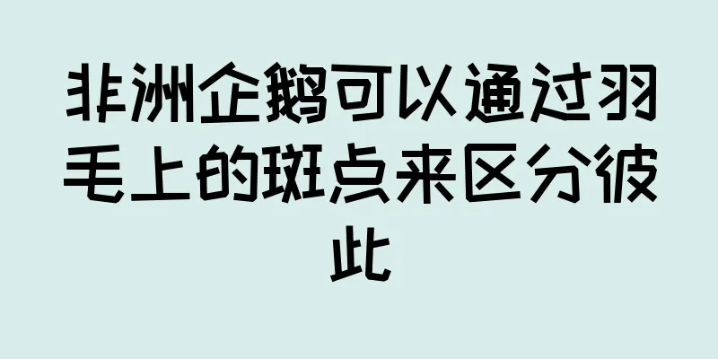 非洲企鹅可以通过羽毛上的斑点来区分彼此